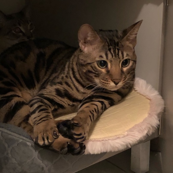 Meet your Posher, Alvin - Picture 1 of 1